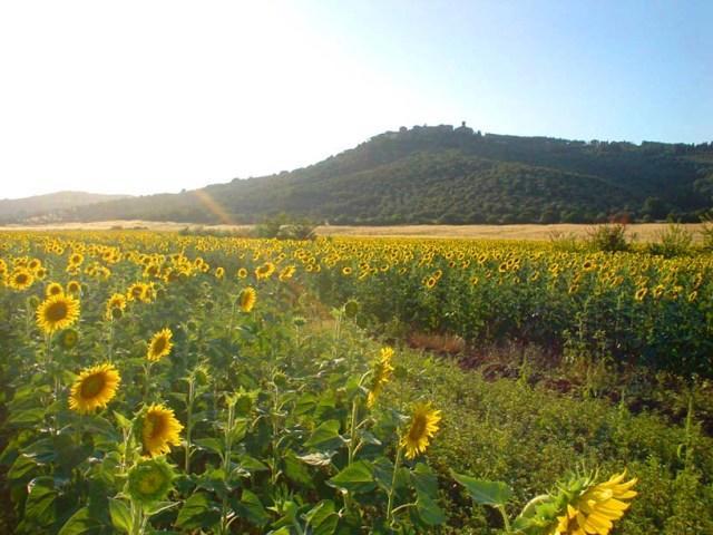 Agriturismo Lupo Vecchio 格罗塞托 外观 照片